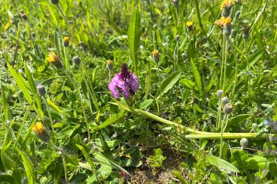 <i>Anacamptis pyramidalis</i>