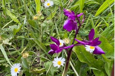 <i>Anacamptis laxiflora</i>