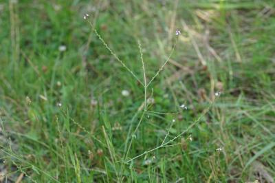 <i>Verbena officinalis</i>