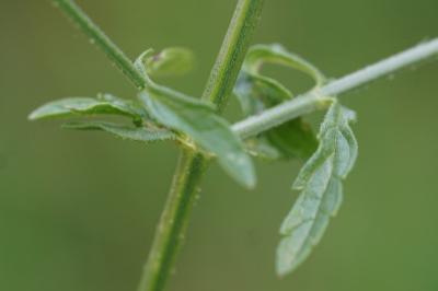 <i>Verbena officinalis</i>