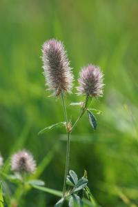 <i>Trifolium arvense</i>