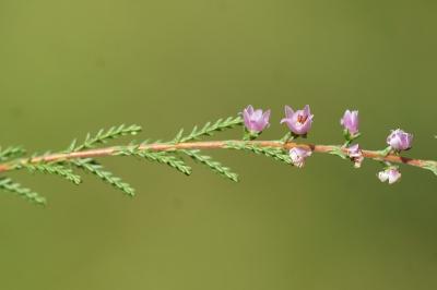 <i>Calluna vulgaris</i>