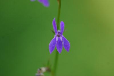 <i>Lobelia urens</i>