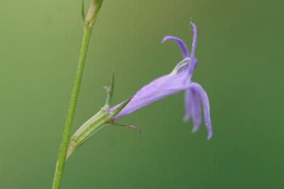 <i>Lobelia urens</i>