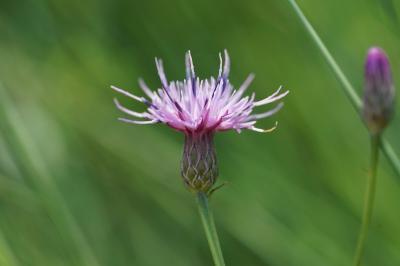 <i>Serratula tinctoria</i>