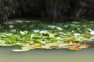 <i>Nymphaea alba</i>