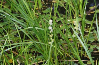 <i>Sparganium emersum</i>