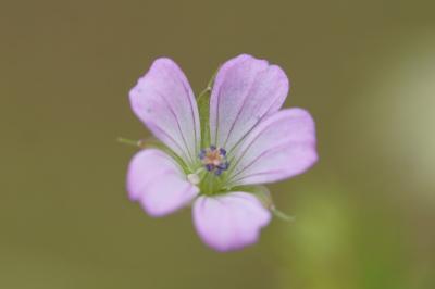 <i>Geranium columbinum</i>