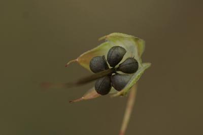 <i>Geranium columbinum</i>