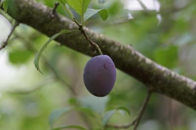 <i>Prunus domestica var. insititia</i>