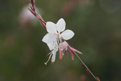 <i>Oenothera lindheimeri</i>