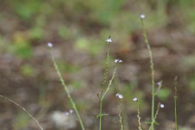 <i>Verbena officinalis</i>