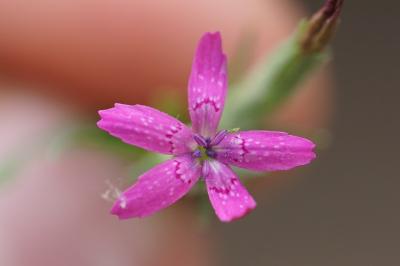 <i>Dianthus armeria</i>