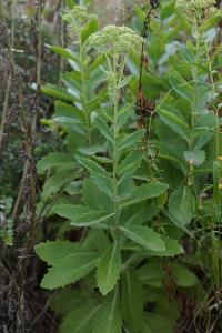 <i>Hylotelephium telephium</i>