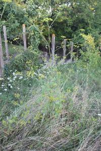 <i>Pastinaca sativa</i>