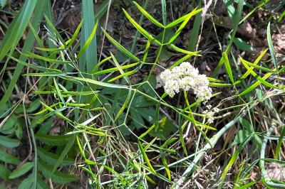 <i>Peucedanum gallicum</i>
