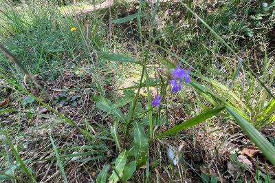 <i>Lobelia urens</i>
