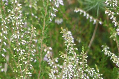 <i>Calluna vulgaris</i>