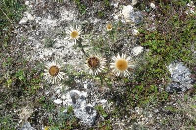 <i>Carlina vulgaris</i>