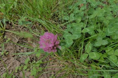 <i>Trifolium pratense</i>