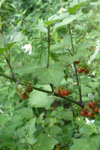 <i>Solanum villosum</i>