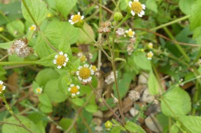 <i>Galinsoga parviflora</i>