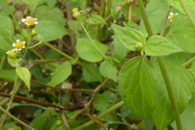 <i>Galinsoga parviflora</i>