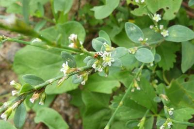 <i>Polygonum aviculare</i>