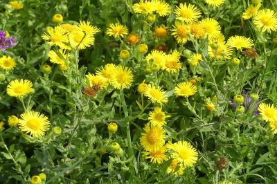 <i>Pulicaria dysenterica</i>