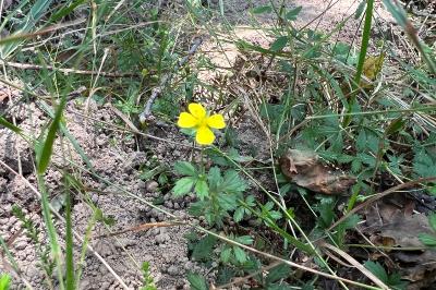 <i>Potentilla erecta</i>