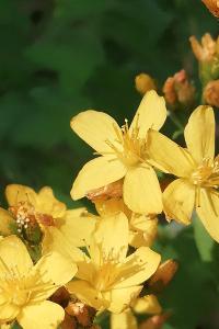 <i>Hypericum hirsutum</i>