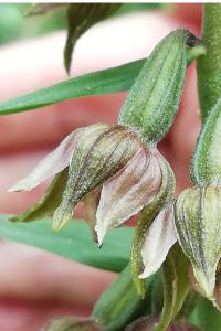 <i>Epipactis helleborine</i>
