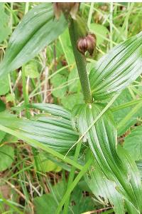<i>Epipactis helleborine</i>