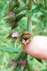 <i>Epipactis helleborine</i>