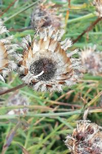<i>Centaurea scabiosa</i>