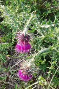 <i>Carduus nutans</i>