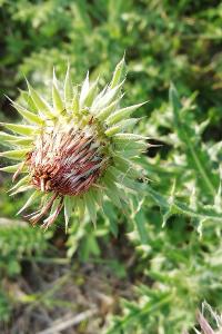 <i>Carduus nutans</i>