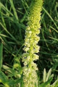 <i>Reseda luteola</i>