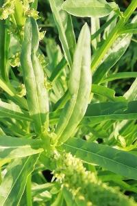 <i>Reseda luteola</i>