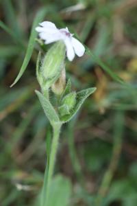 <i>Silene latifolia</i>
