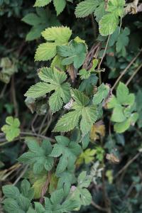 <i>Humulus lupulus</i>