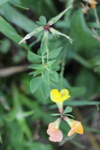 <i>Lotus corniculatus</i>