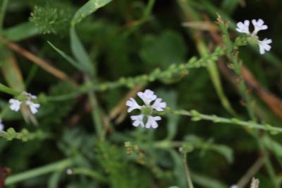 <i>Verbena officinalis</i>