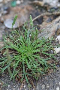 <i>Plantago coronopus</i>