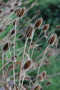 <i>Dipsacus fullonum</i>