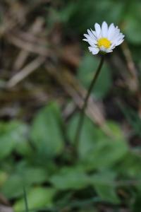 <i>Bellis perennis</i>