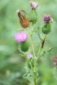 <i>Cirsium vulgare</i>