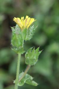 <i>Helminthotheca echioides</i>