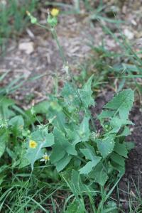 <i>Sonchus oleraceus</i>