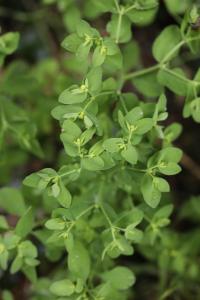 <i>Euphorbia peplus</i>